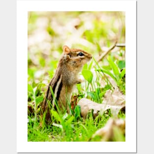 Curious Little Chipmunk in the Grass Photograph Posters and Art